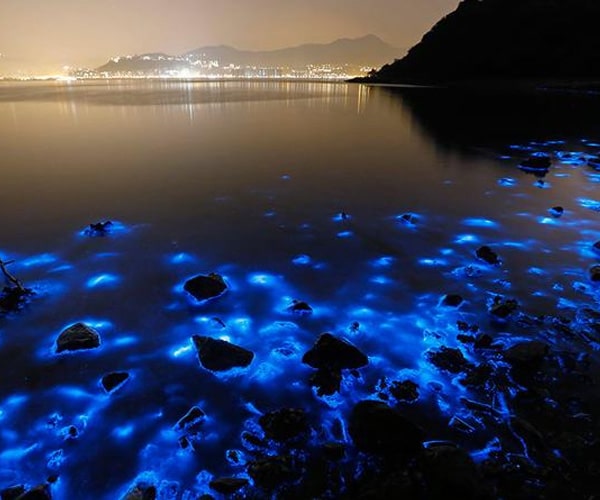 Luminous Lagoon